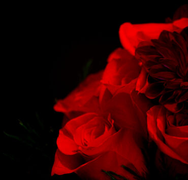 Bouquet 1-1- by Fugufish